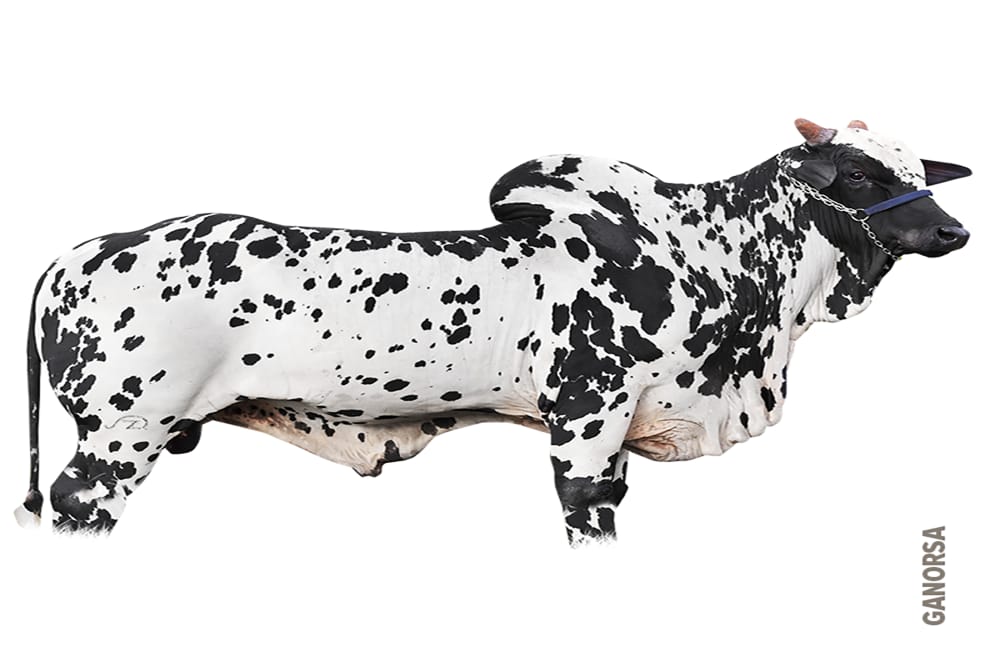 Imagen de NELORE PINTADO ODULO ZEUS