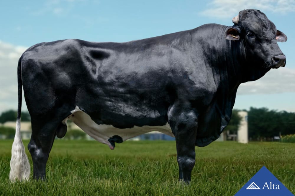 Imagen de GIROLANDO ROMANO FIV ESB DATELINE 2R JATAI