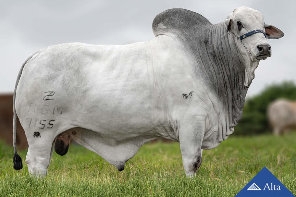 Imagen de NELORE OKARA