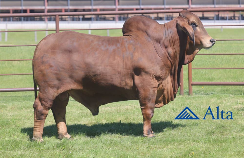 Imagen de BRAHMAN ROJO RAMBO