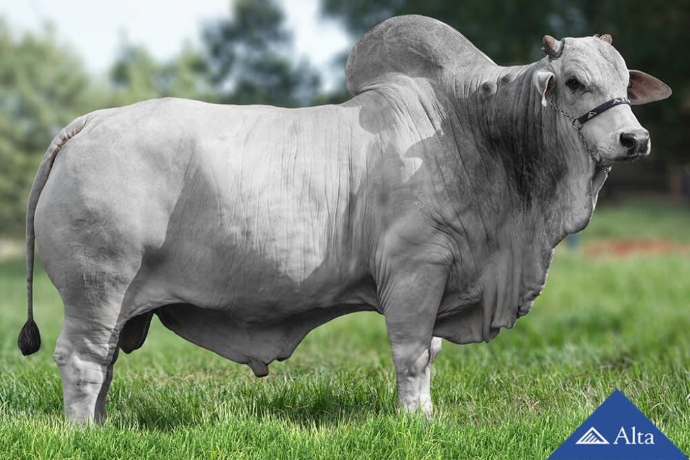 Imagen de NELORE TOKIO FIV FVC