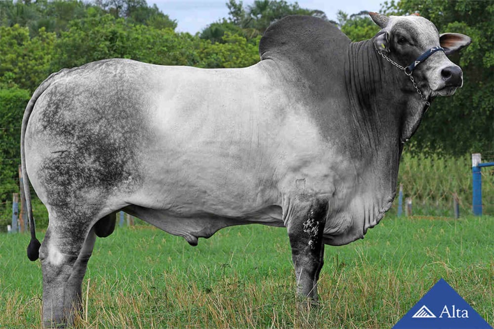 Imagen de NELORE B7502 FIV DA EAO