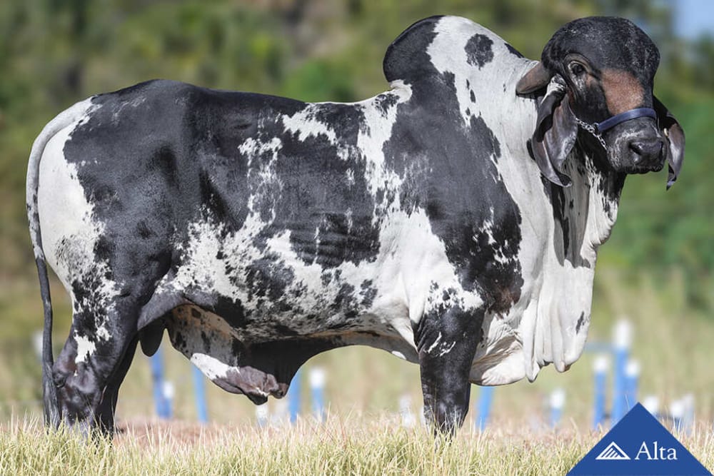 Imagen de GYR LECHERO EGITO VIDA VERDE