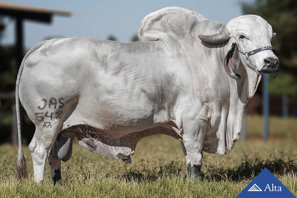 Imagen de GYR LECHERO MARUJO DA XAPETUBA
