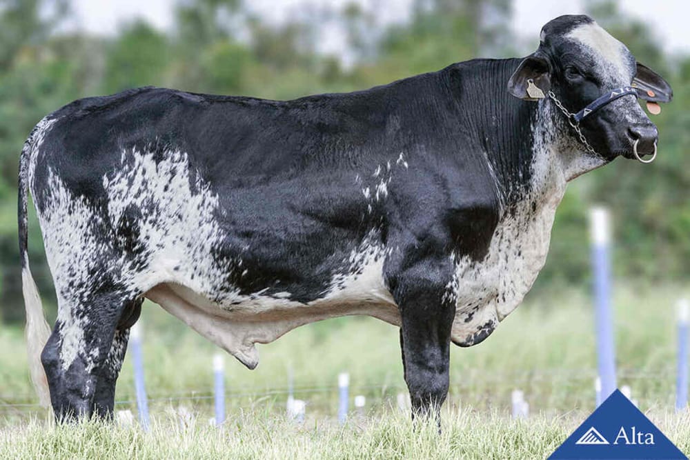 Imagen de GIROLANDO NICACIO SABV