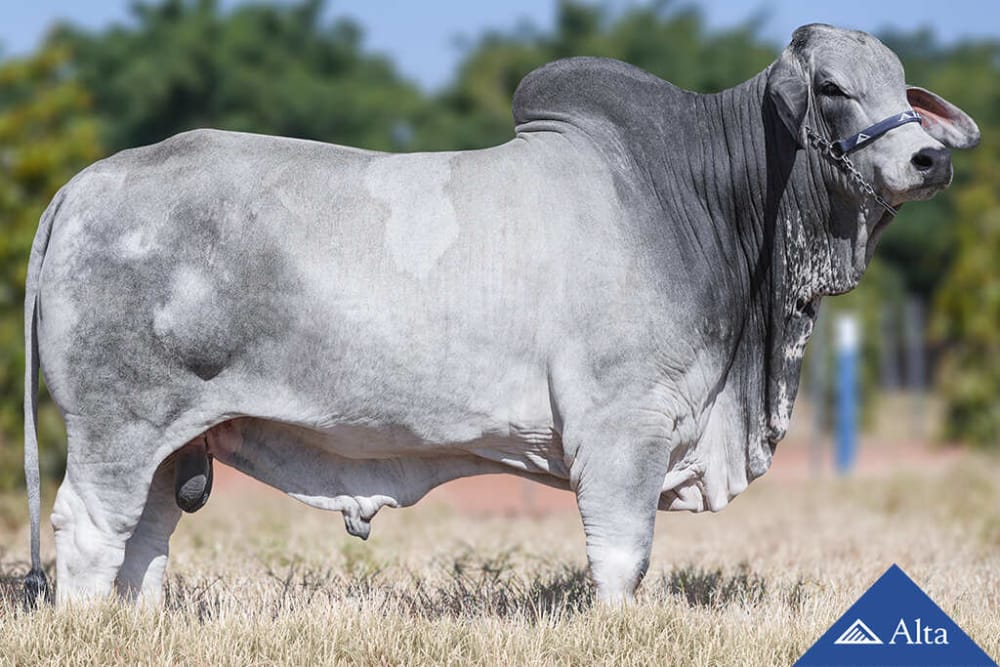 Imagen de BRAHMAN GRIS GUILLIVERS BR LAGO