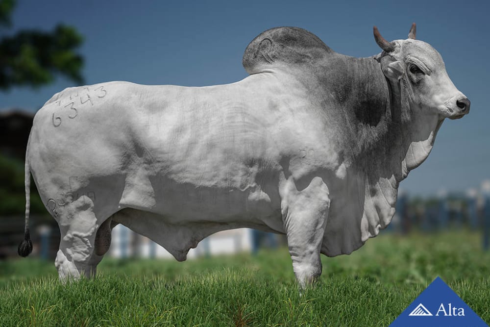 Imagen de NELORE CEIP IMPAR TUL