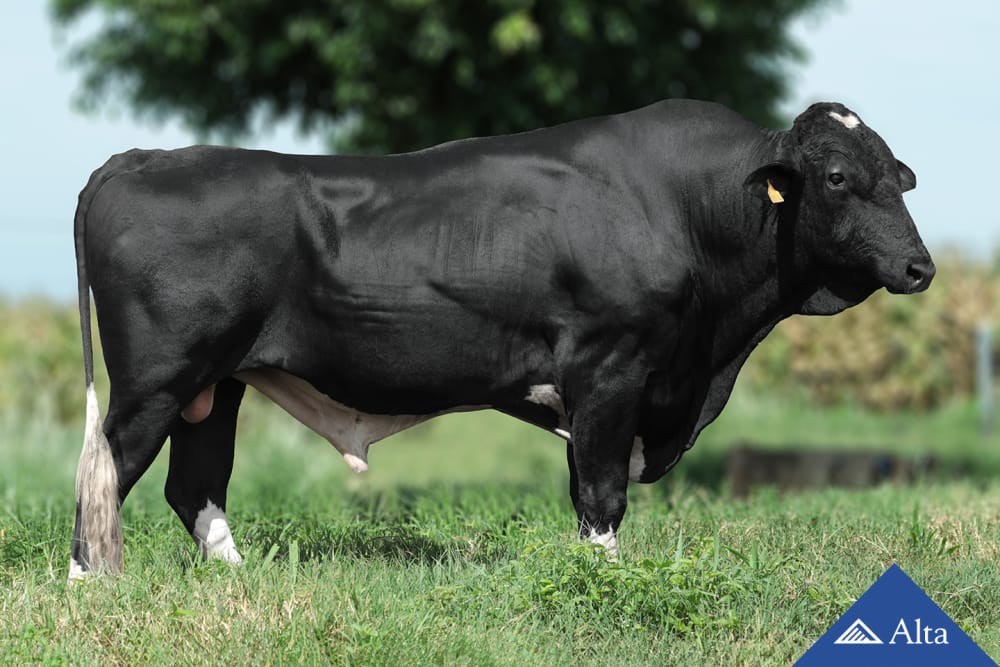 Imagen de GIROLANDO CARUSO FIV MONTEREY 2B DA MIRAÍ