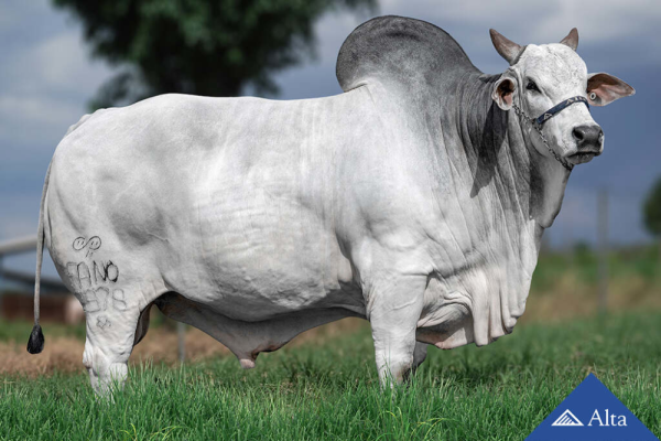 NELORE EMBATE DA AGRONOVA
